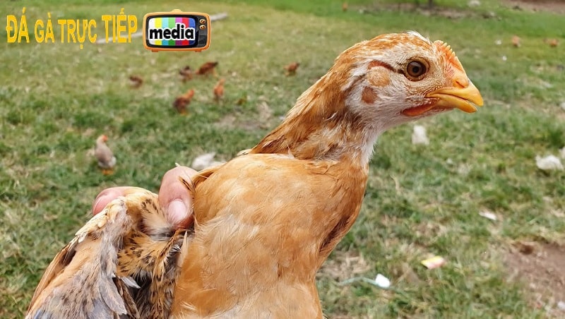 Có rất nhiều nguyên nhân gây nên tình trạng gà bị sưng mặt, chảy nước mũi 