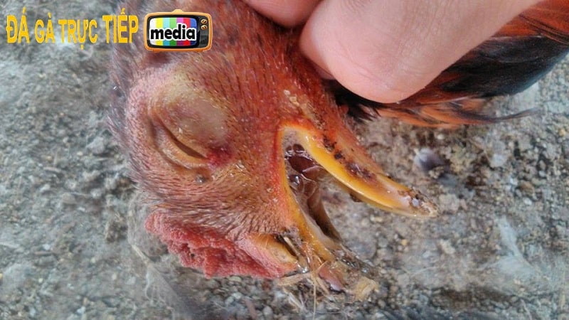 Gà mắc bệnh Coryza khó thở, khò khè, dịch ở trong mũi và sưng mặt...